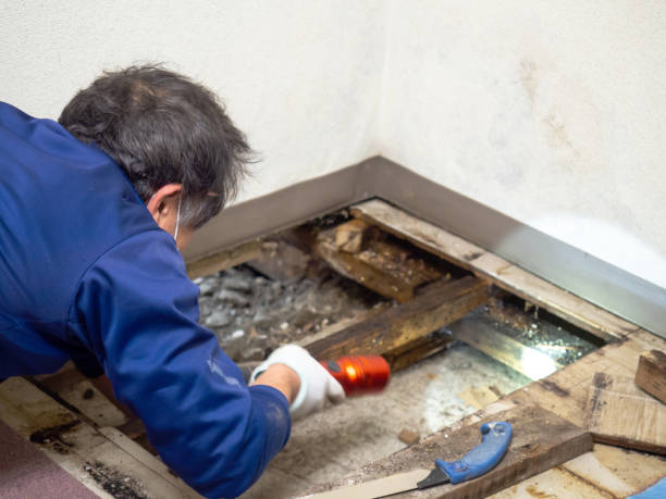 Office Mold Removal Services in East Canton, OH