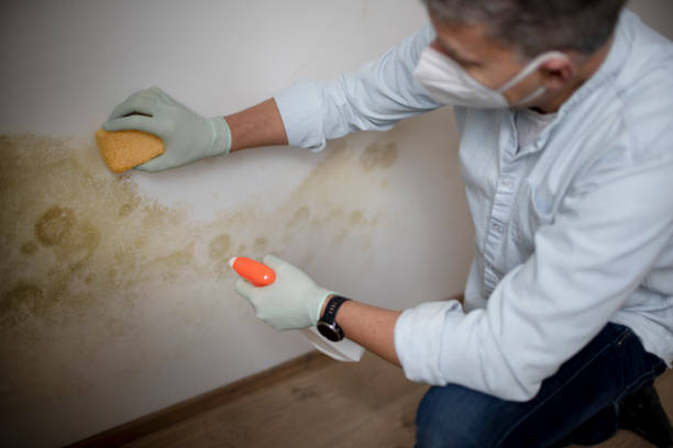 Best Mold Removal and Inspection  in East Canton, OH