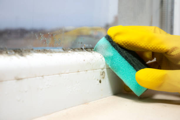 Best Mold Damage Repair  in East Canton, OH