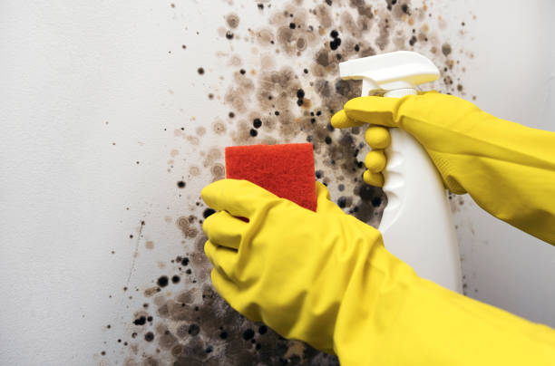 Best Office Mold Removal Services  in East Canton, OH