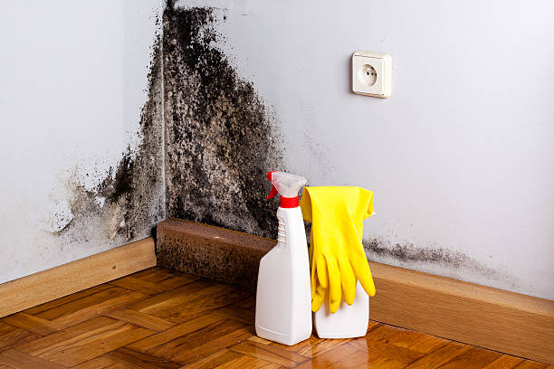 Mold Testing and Removal in East Canton, OH