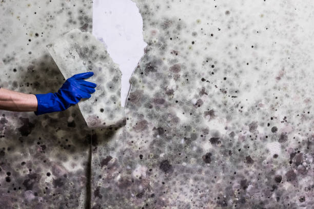 Trusted East Canton, OH Mold Removal Experts