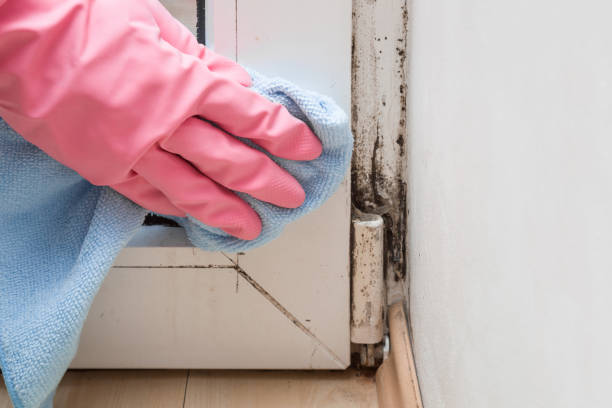 Best Mold Testing  in East Canton, OH