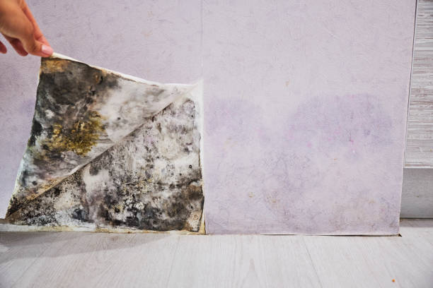 Best Toxic Mold Removal  in East Canton, OH